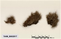 藏品(白髮苔屬)的圖片